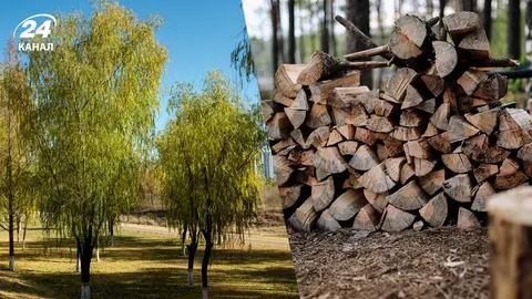 Ідеальне дерево для безплатних дров: відростає знову і знову