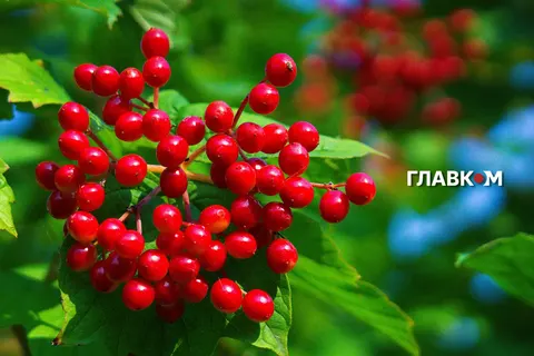 Спека повертається: прогноз погоди на 10 серпня 2026 року