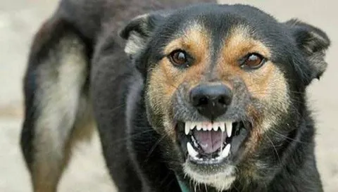 Сказ у собаки на Харківщині: у селі Ударне ввели карантин і графіки щеплень