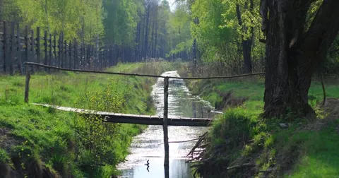 Зубри повернулися у ліси Волині після майже 300-річної відсутності